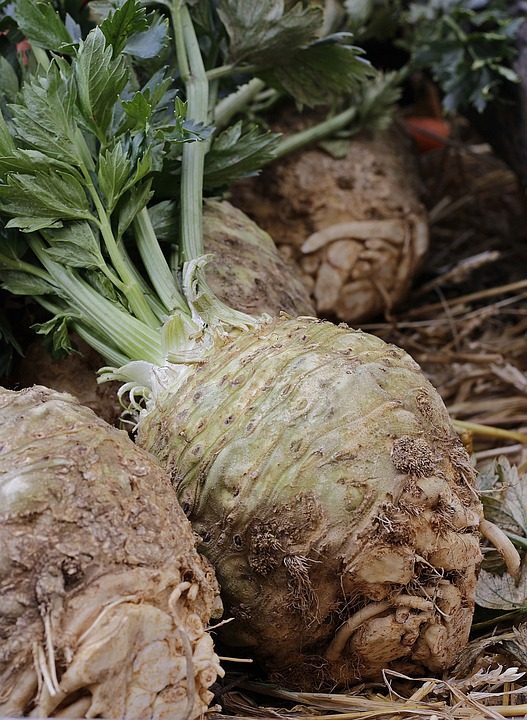 Verse knolselderij met groen loof op stro