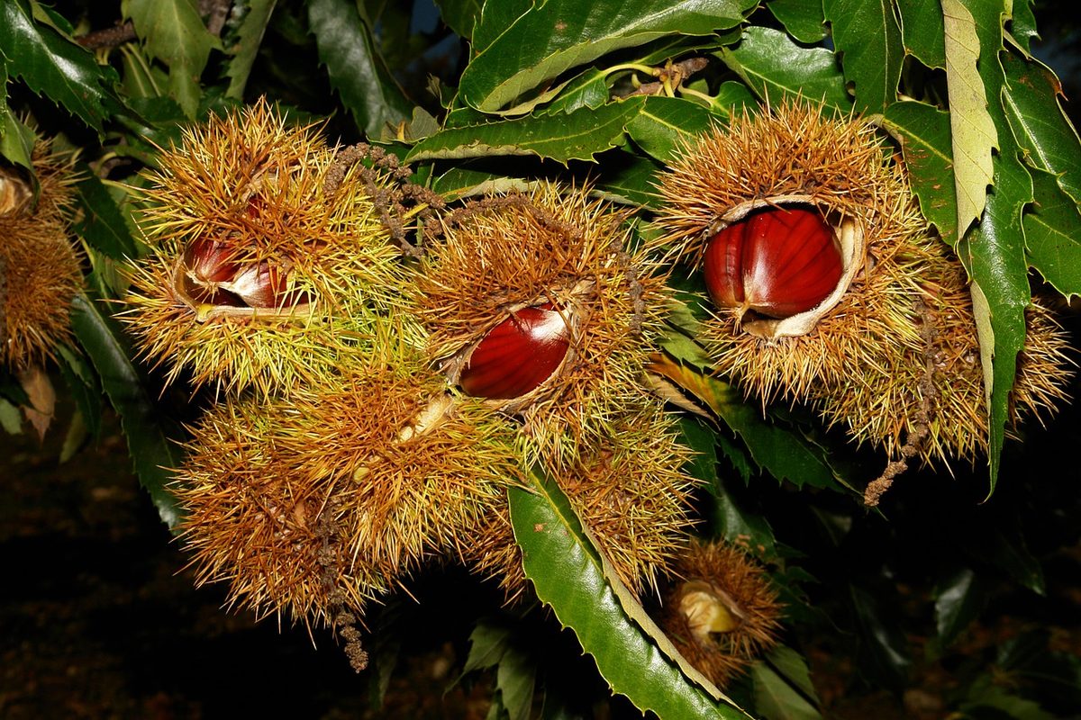 Rijpe tamme kastanjes in stekelige bolsters aan de boom