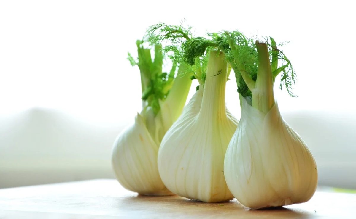 Drie verse venkelknollen met groen loof
