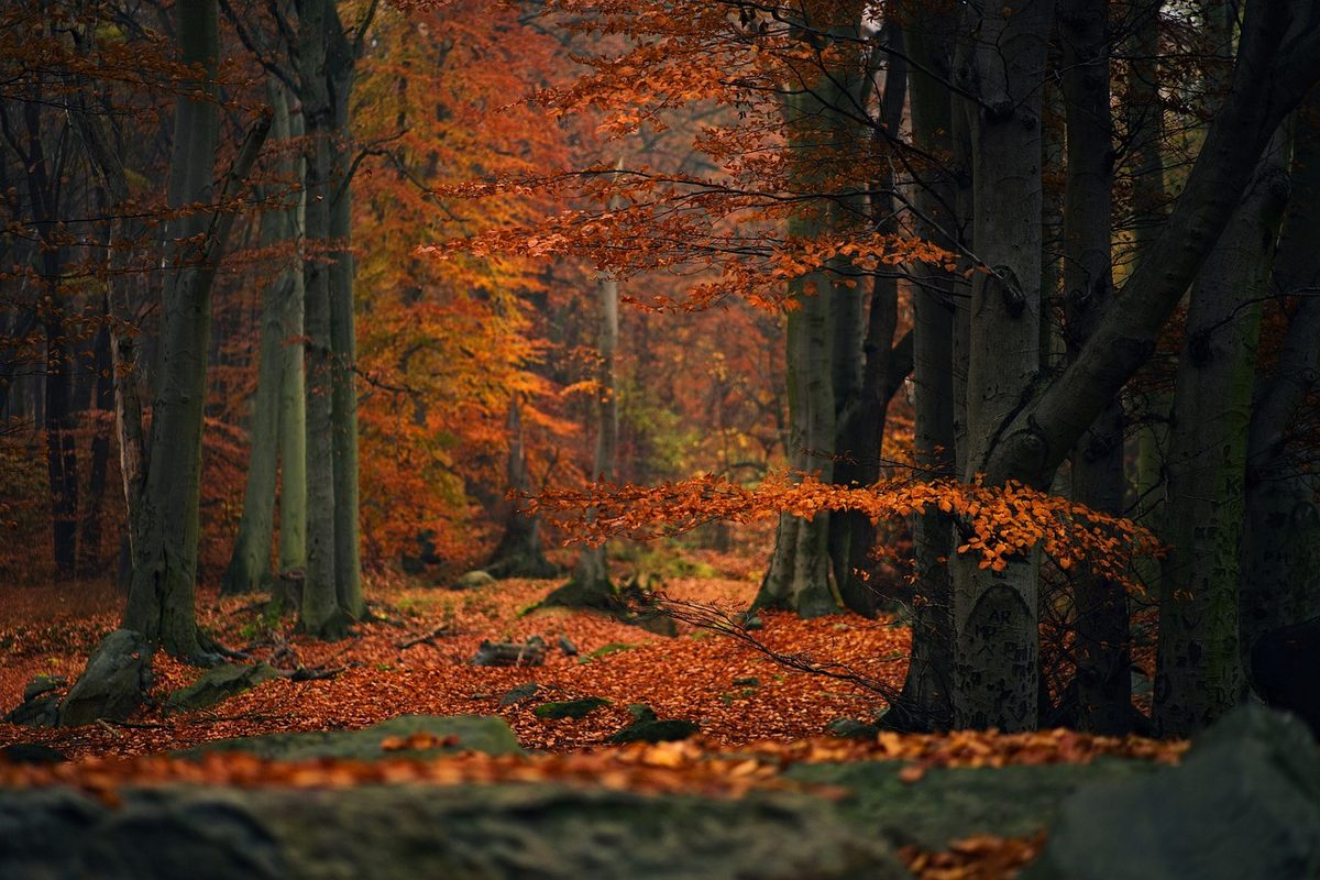 Herfstbos met oranje bladeren tussen de bomen