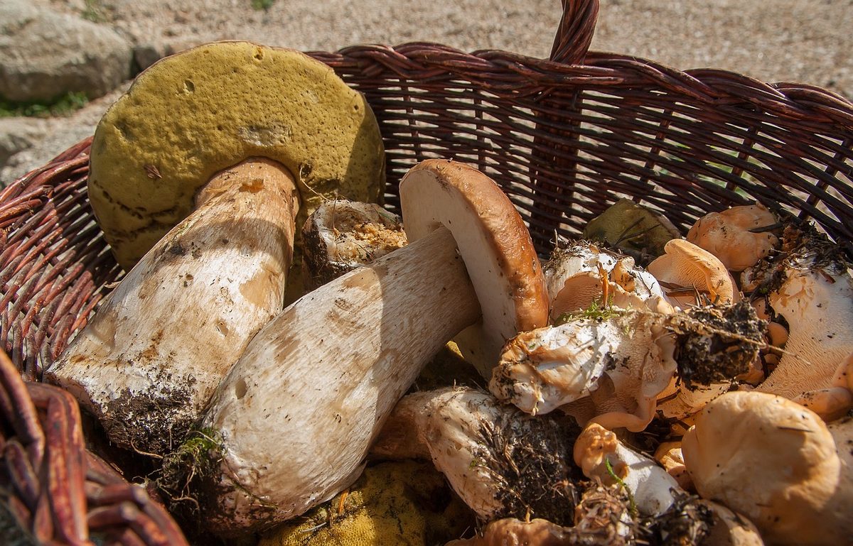 Rieten mand vol geplukte wilde paddenstoelen
