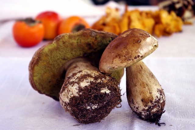 Verse eekhoorntjesbrood-paddenstoelen met kaki's op de achtergrond